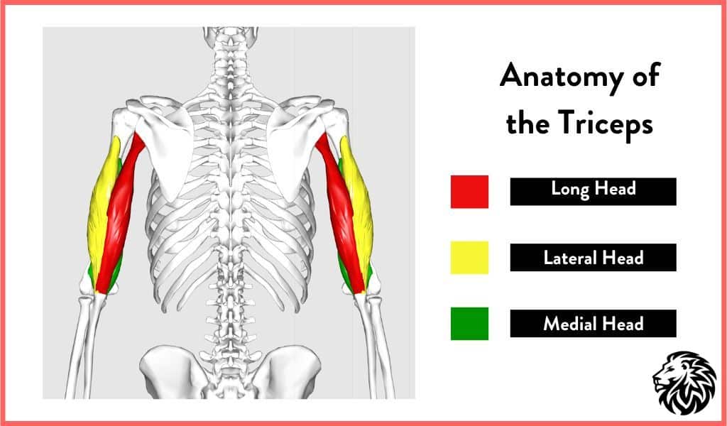 Triceps Anatomy