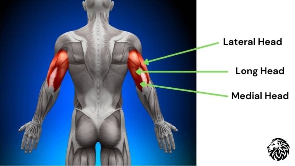 Anatomy of the Triceps