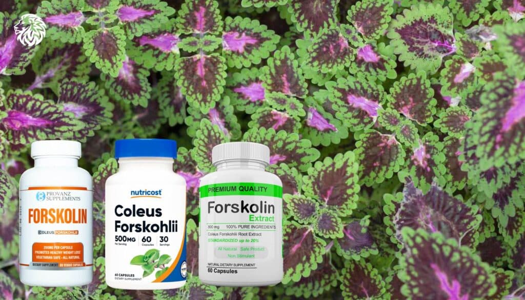 AngryLionFitness.com - Forskolin (Coleus Forskohlii)