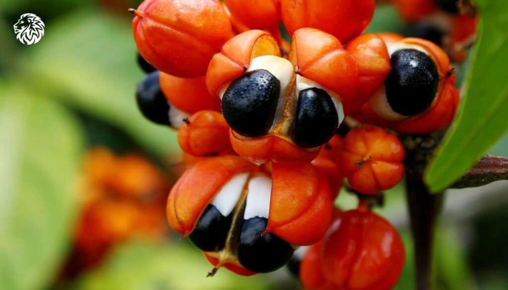 Scientific Evidence Supporting Guarana’s Weight Loss Benefits