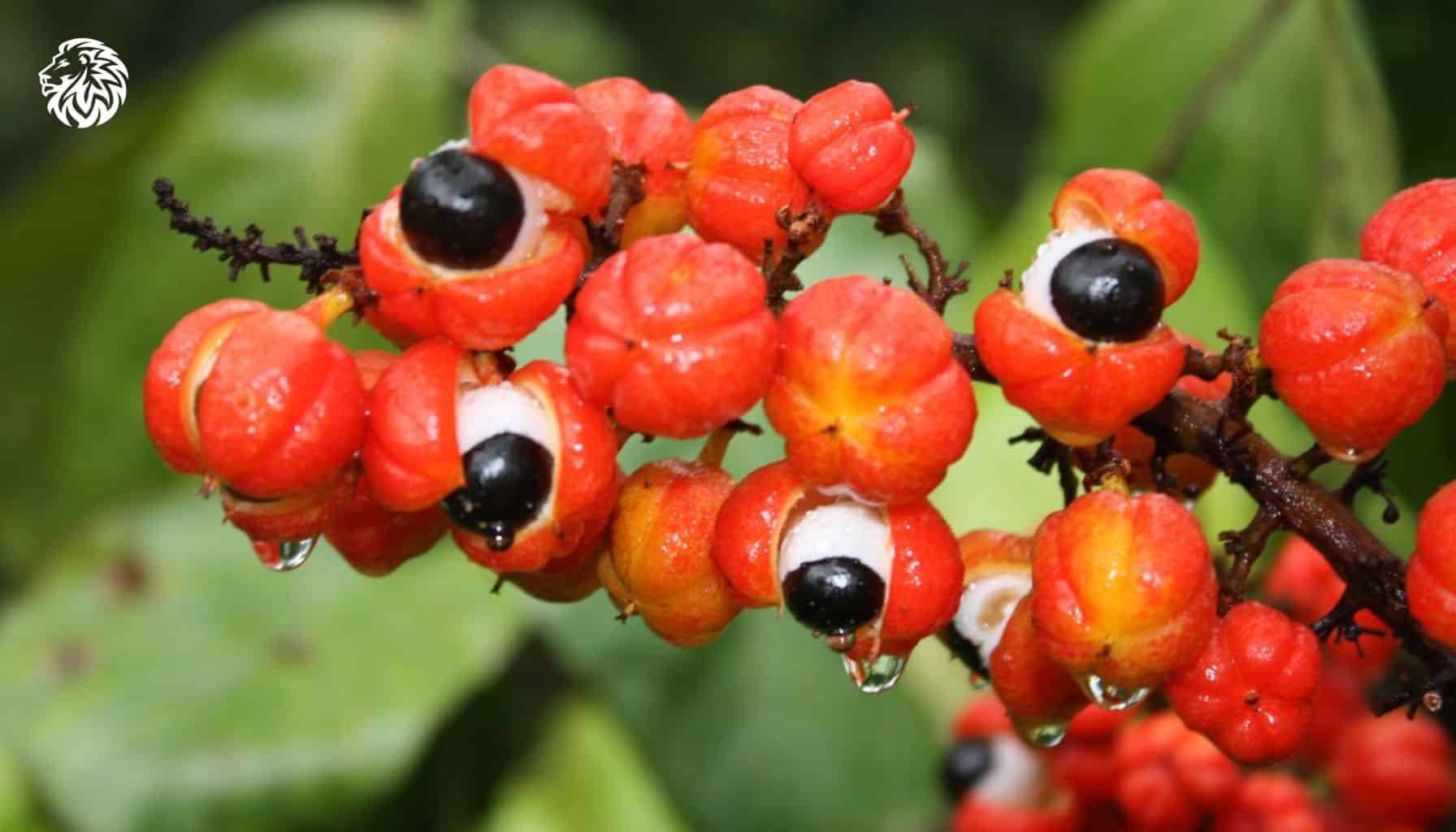 Guarana