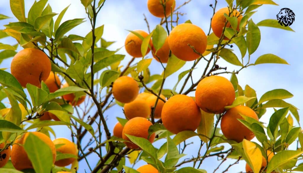 Orange