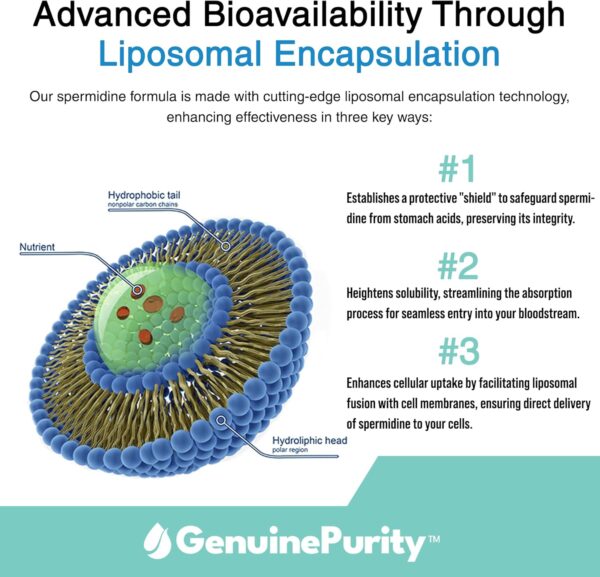 GenuinePurity Spermidine - Image 2