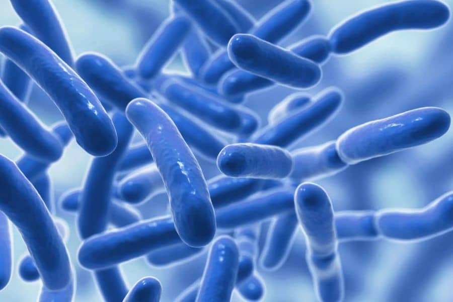 Probiotics Supplements for Gut Health